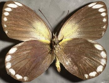 Media type: image;   Entomology 16618 Aspect: habitus ventral view